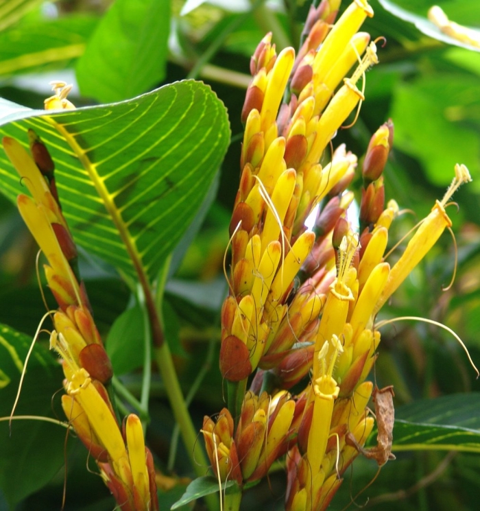 Санхеция благородная