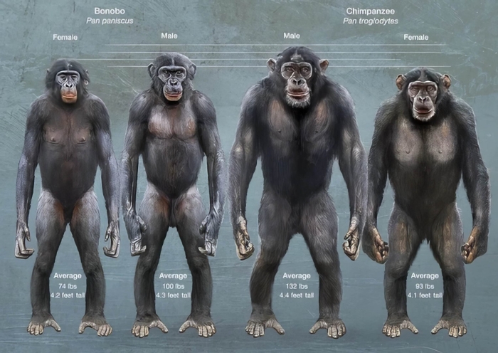 Шимпанзе и бонобо