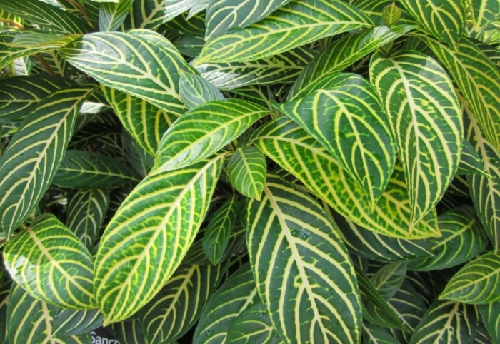 Санхеция благородная