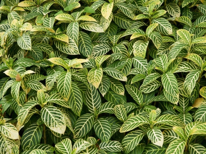 Aphelandra squarrosa