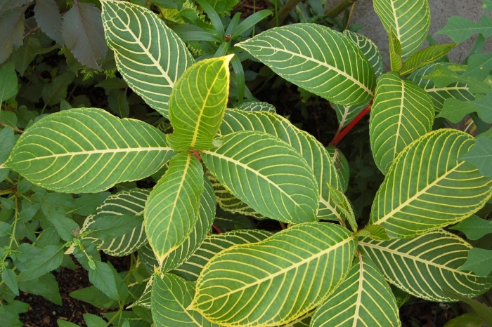 Кротон санхеция