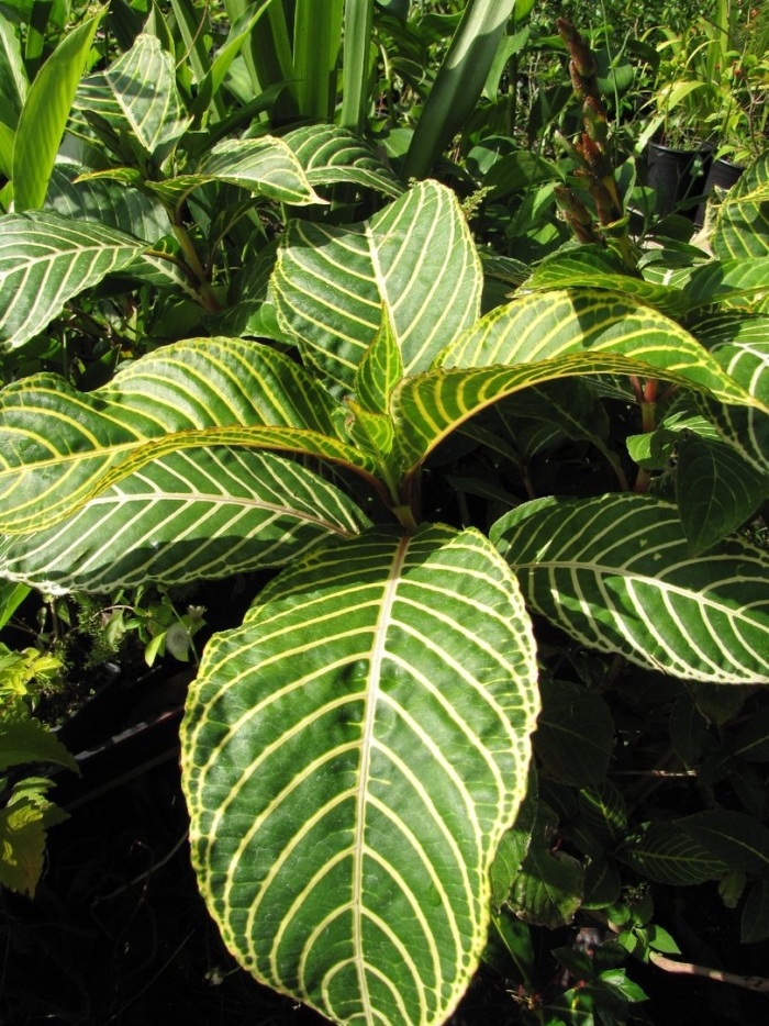 Афеландра санхеция