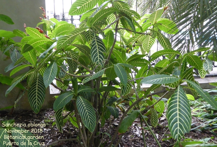 Санхеция цветок комнатный