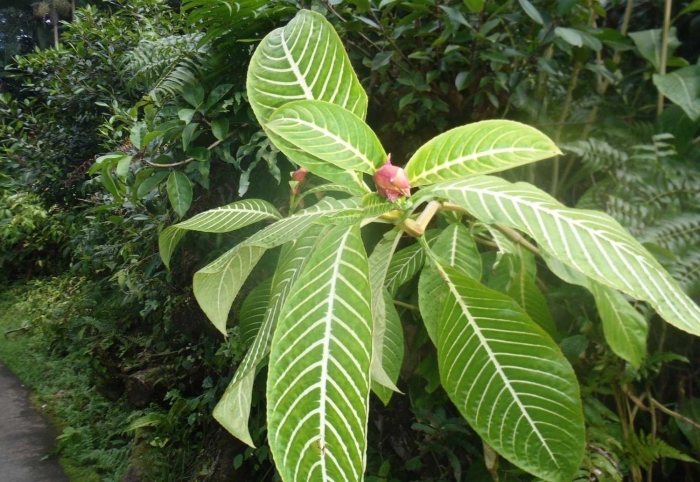 Hoffmannia refulgens
