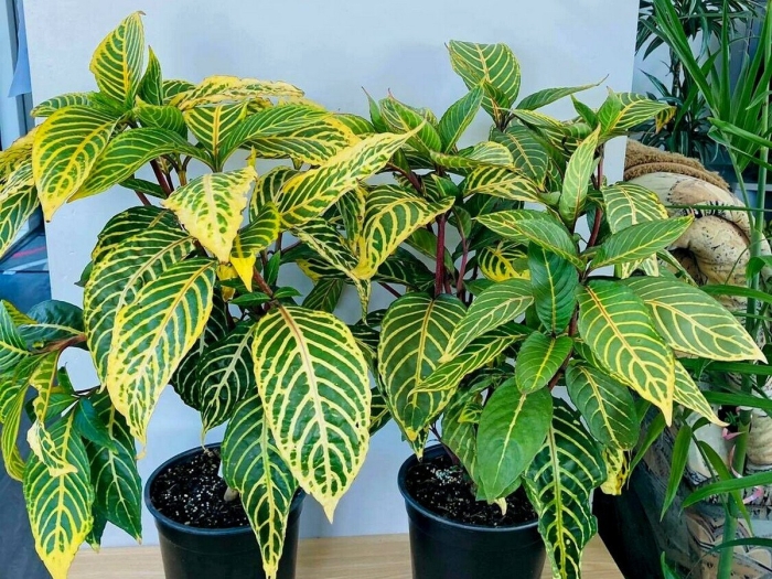 Афеландра санхеция