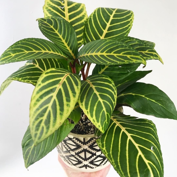 Санхеция благородная