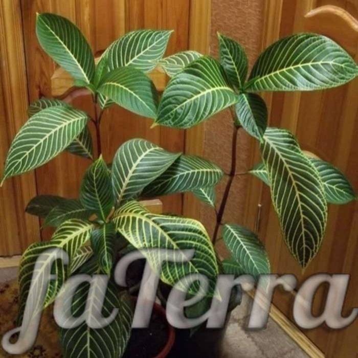 Комнатное растение