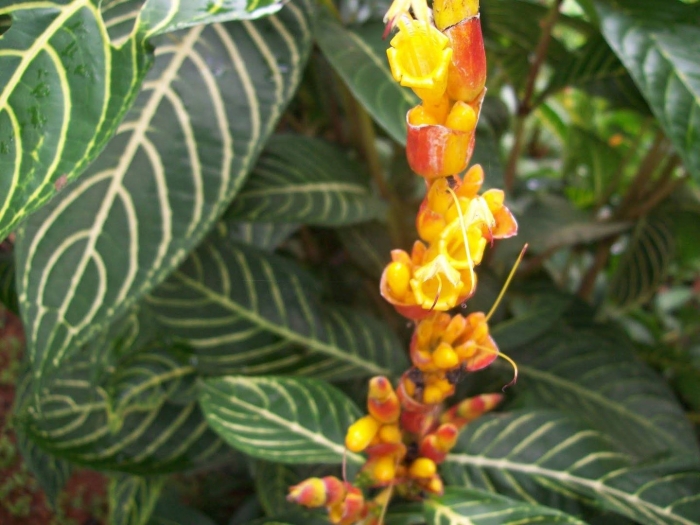 Афеландра squarrosa