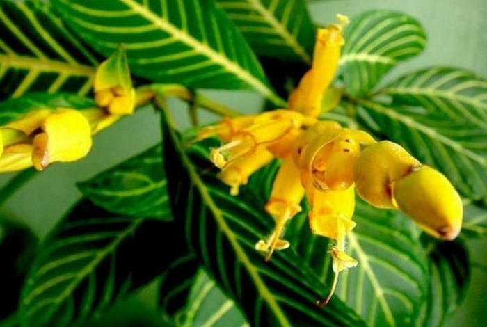 Санхеция благородная