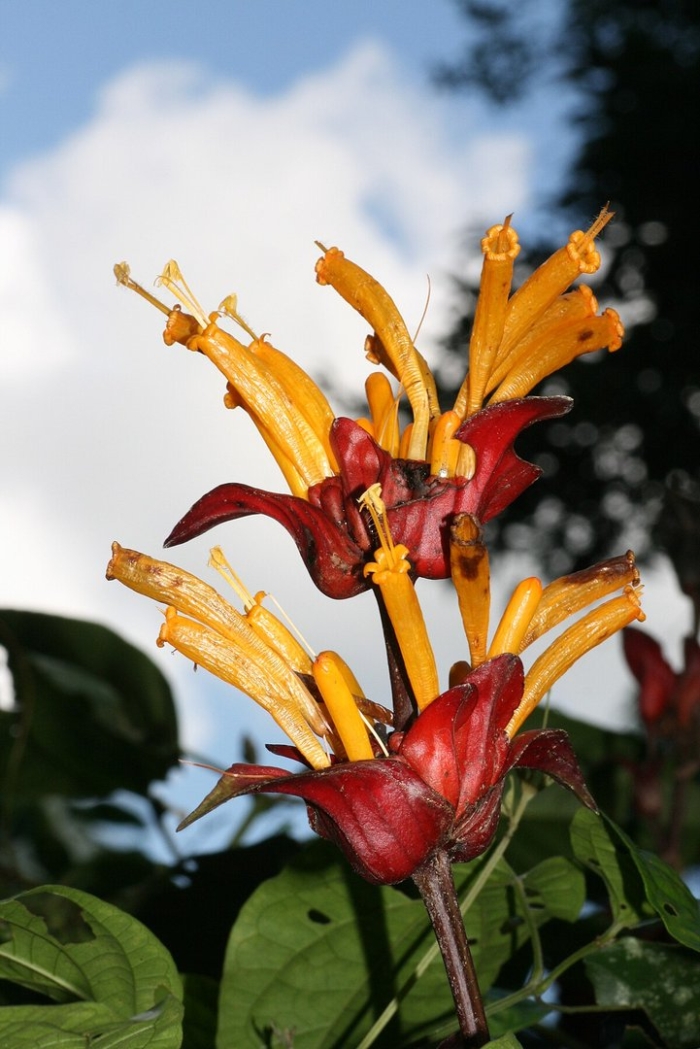 Эсхинантус speciosus