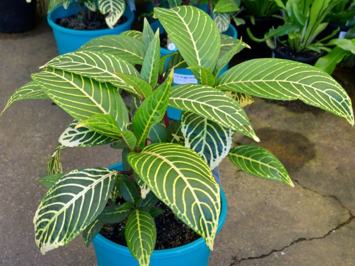 Санхеция цветок комнатный