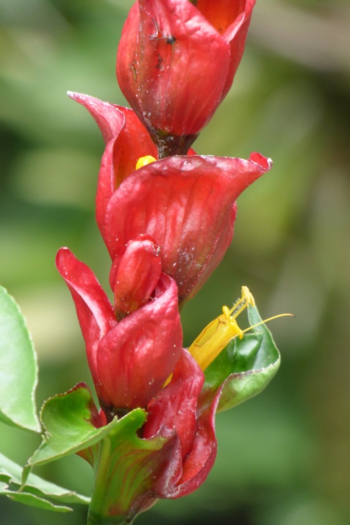 Костус вудсона