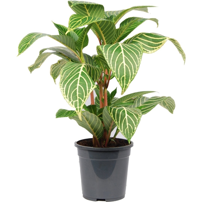 Ктенанта setosa