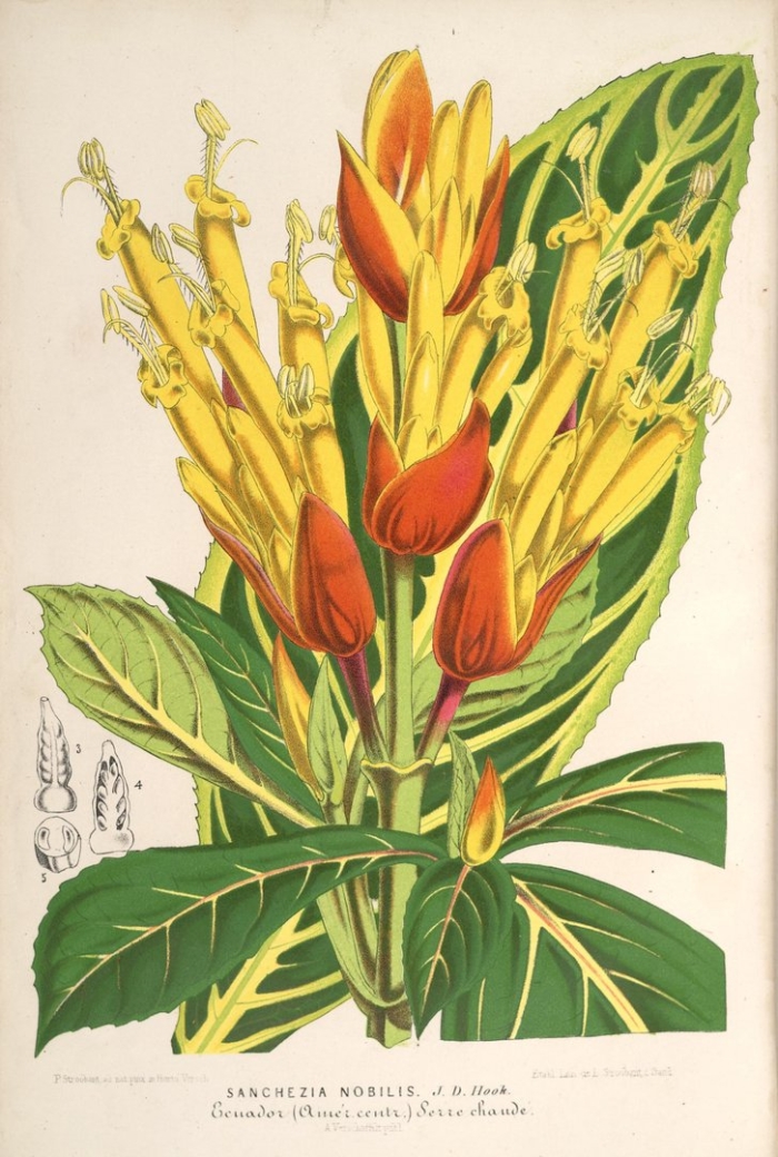 Ботаническая иллюстрация