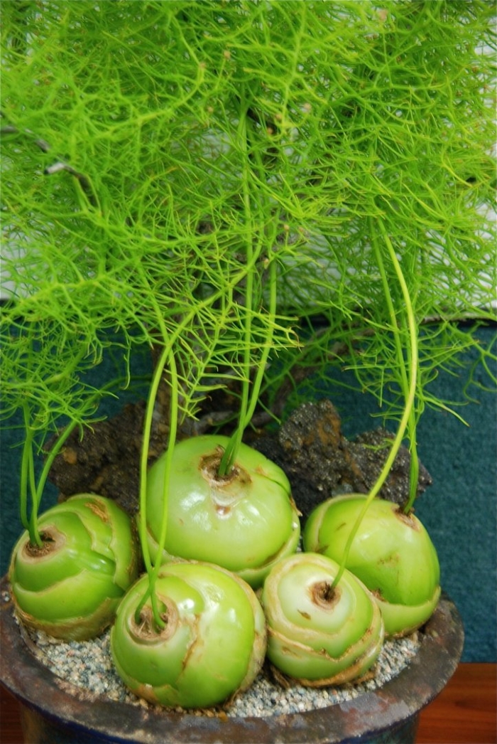 Бовиэя волубилис