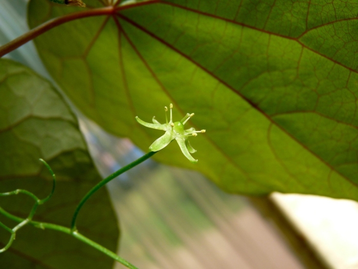 Диоскорея лиана