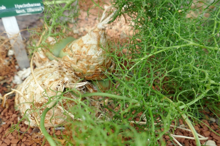 Бовиэя волубилис (вьющаяся )