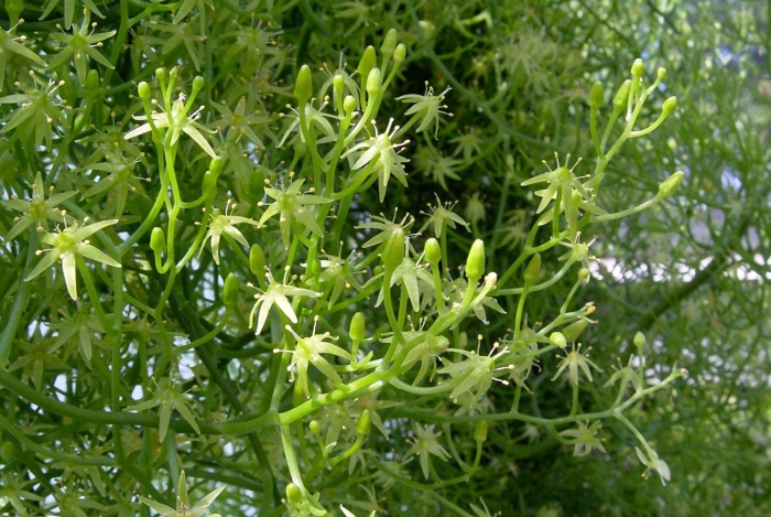 Rhipsalis cereuscula