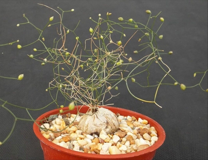 Схизобазис интриката