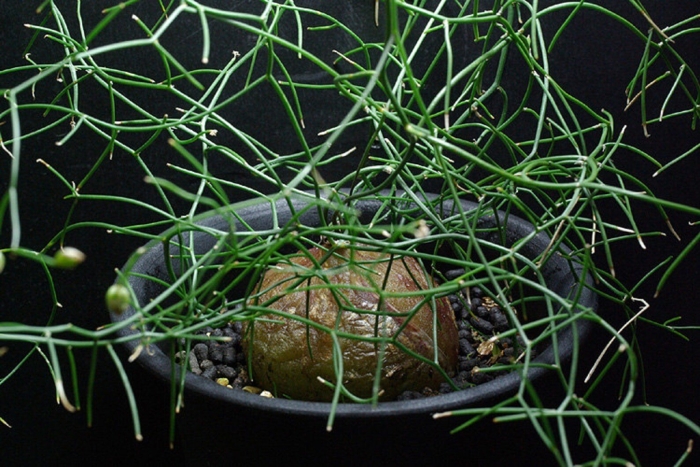 Schizobasis intricata схизобазис