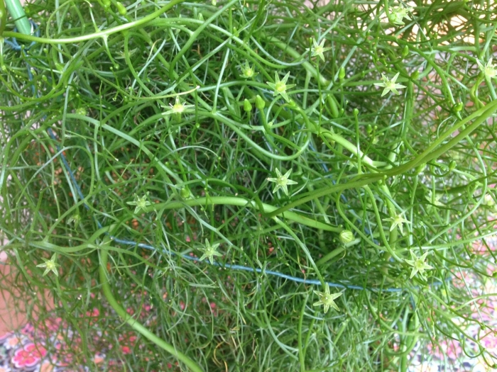 Молочай тирукалли euphorbia tirucalli