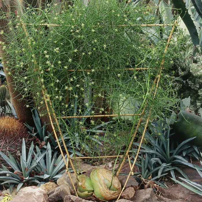 Молочай тирукалли (euphоrbia tirucаlli)