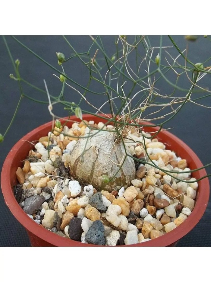 Схизобазис интриката