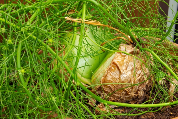 Фенхель дикий