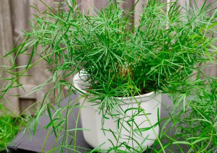 Аспарагус перистый