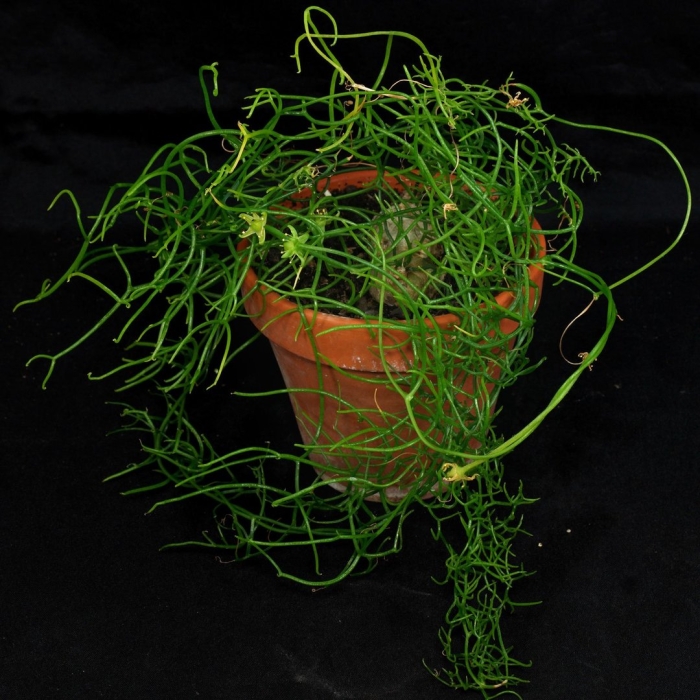 Рипсалис rhipsalis