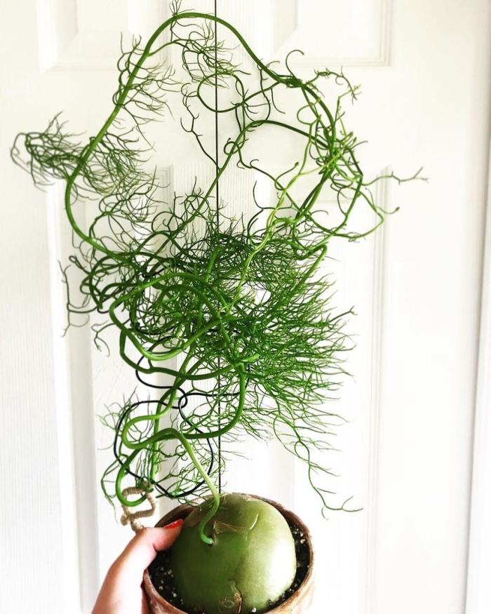 Бовиэя волубилис