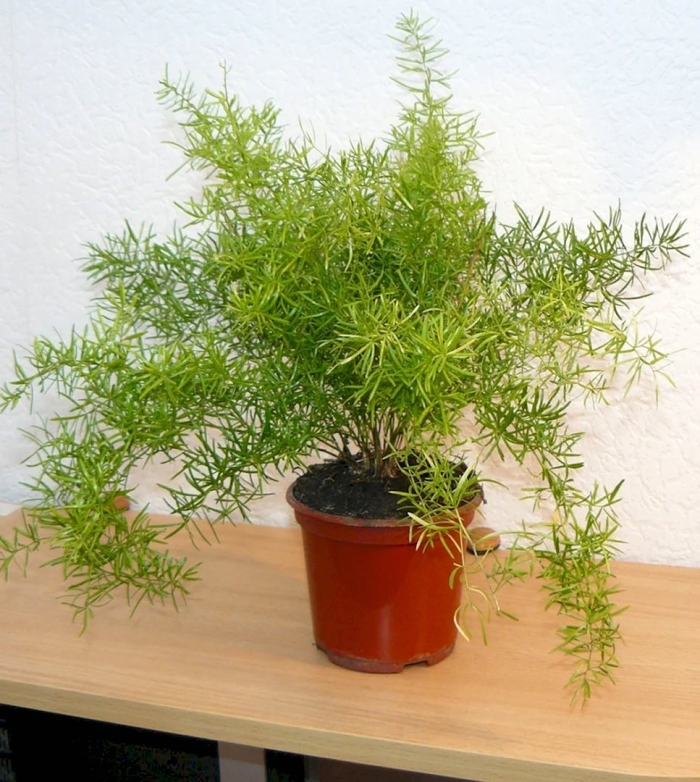 Аспарагус шпренгера