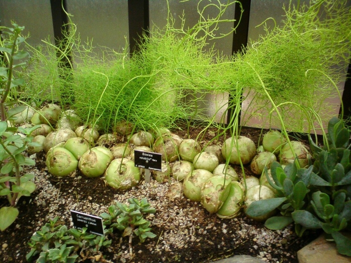 Бовея волюбилис