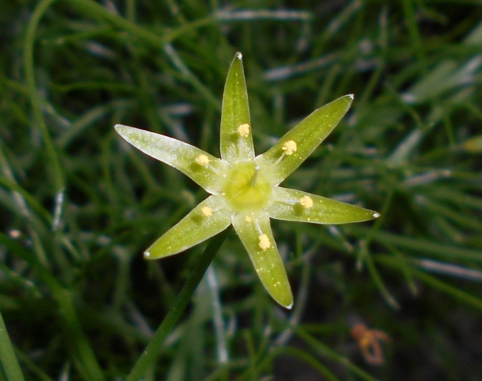 Gagea lutea