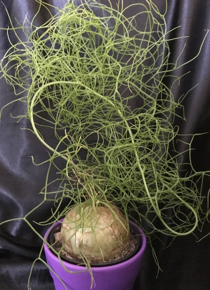 Бовиэя волубилис