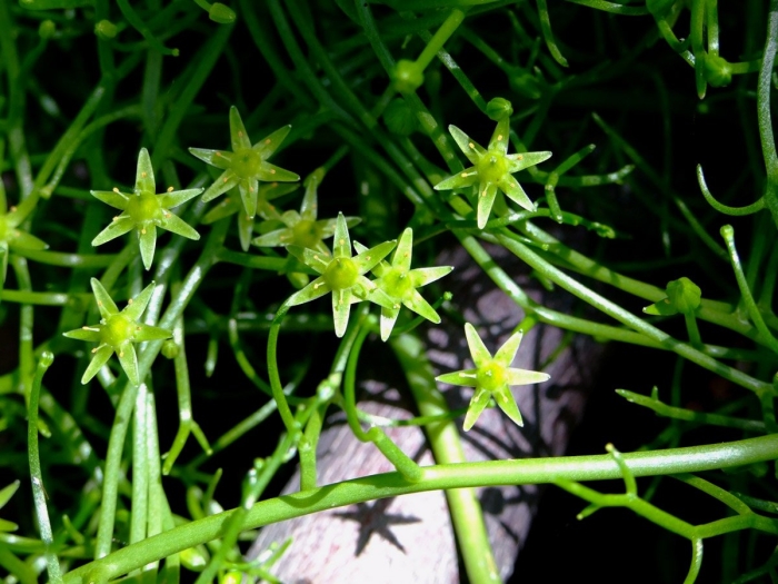 Мшанка шиловидная sagina subulata