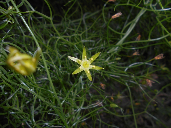 Гусиный лук малоцветковый