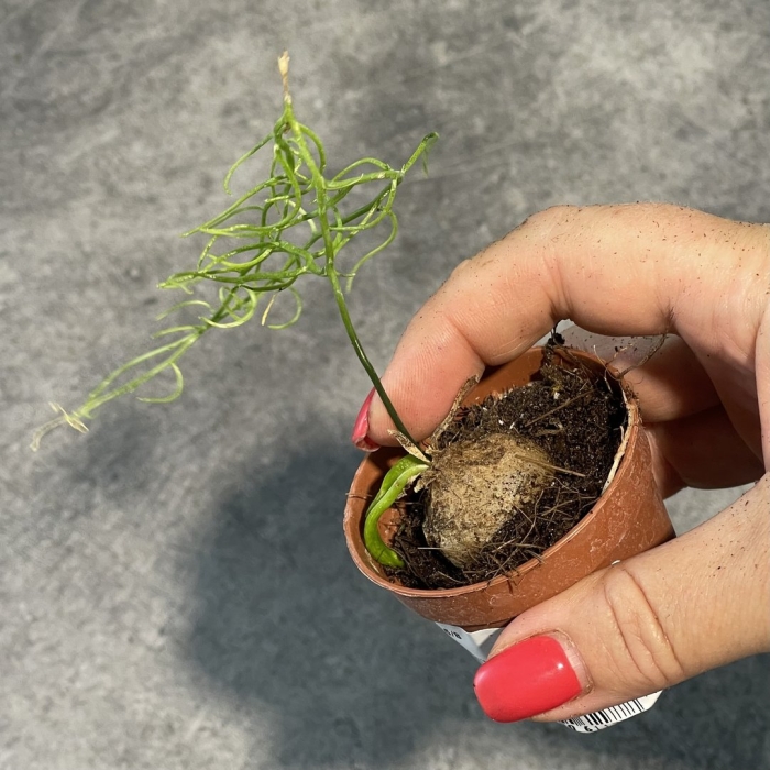 Бовиэя волубилис (вьющаяся )