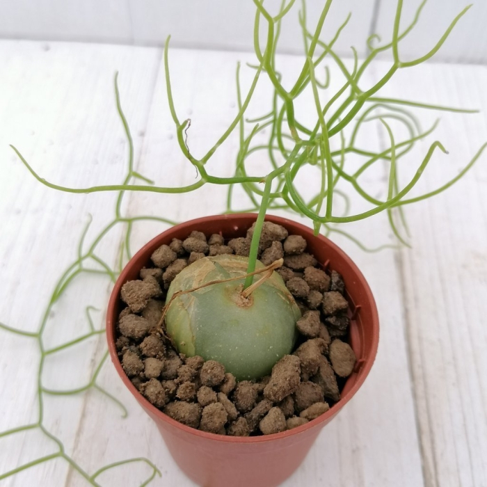 Шизобазис растение