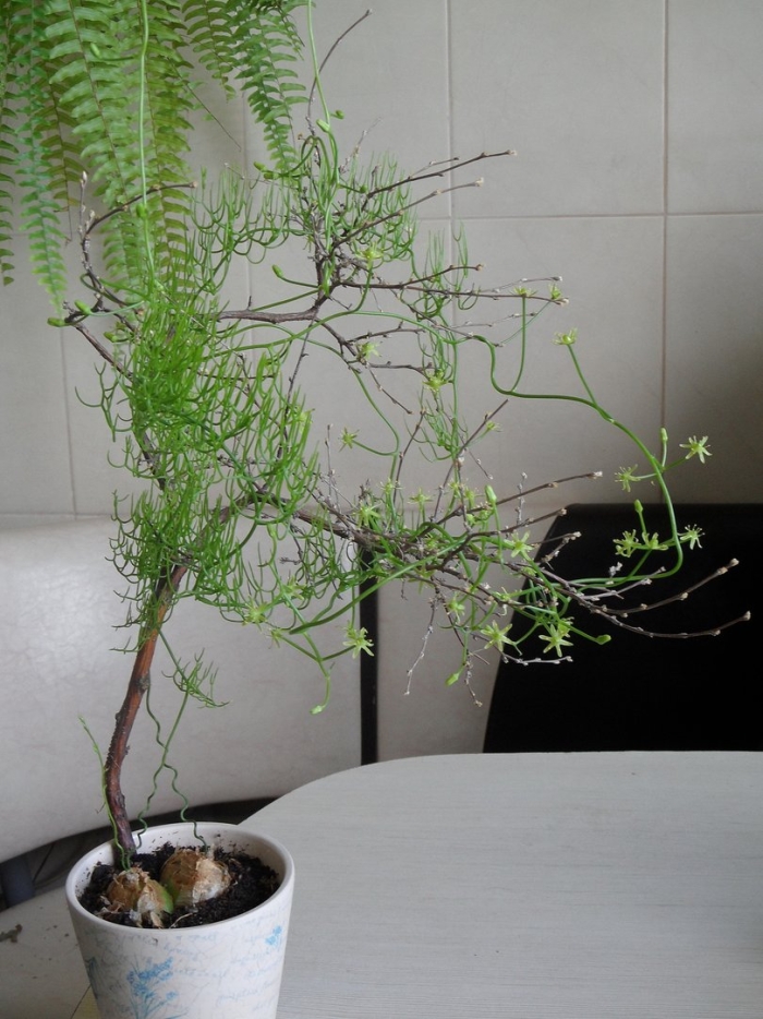 Боэвия растение