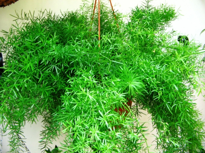 Аспарагус перистый шпренгера