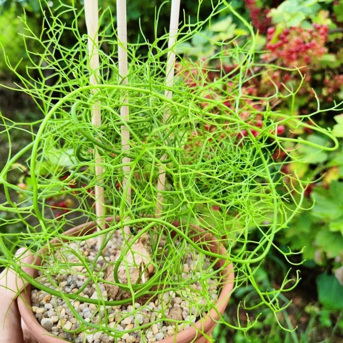 Суккулент schizobasis intricata