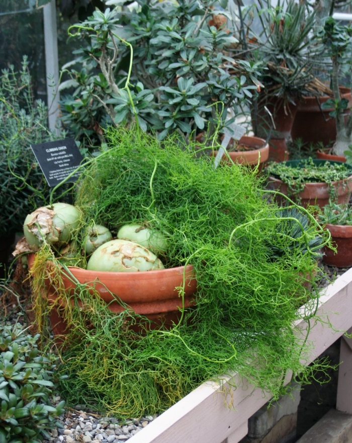 Бовиэя вьющаяся