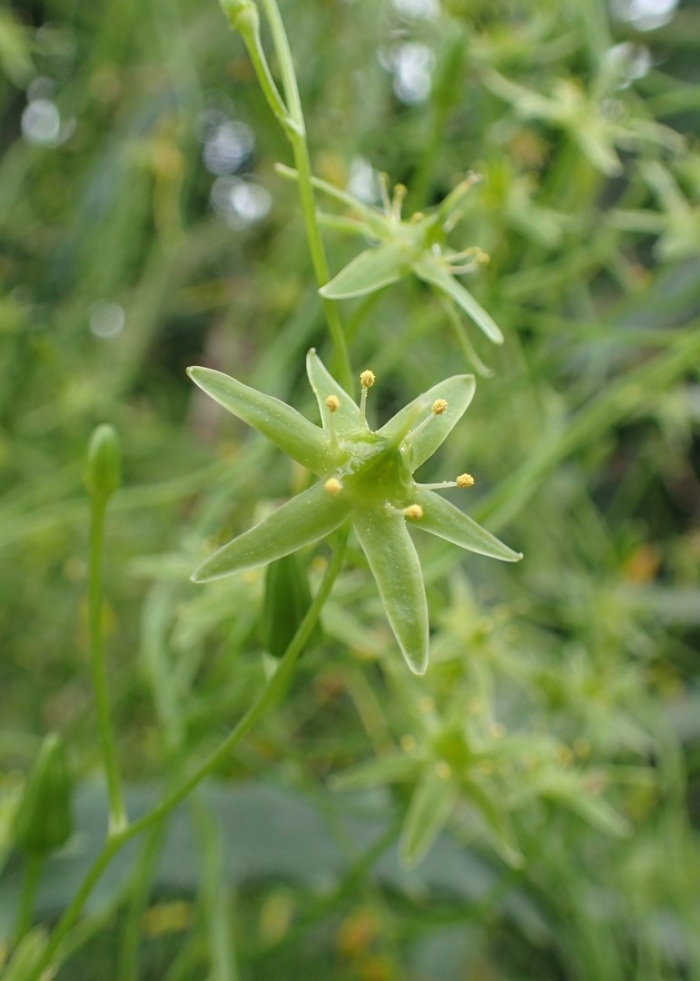 Ornithogalum pyrenaicum