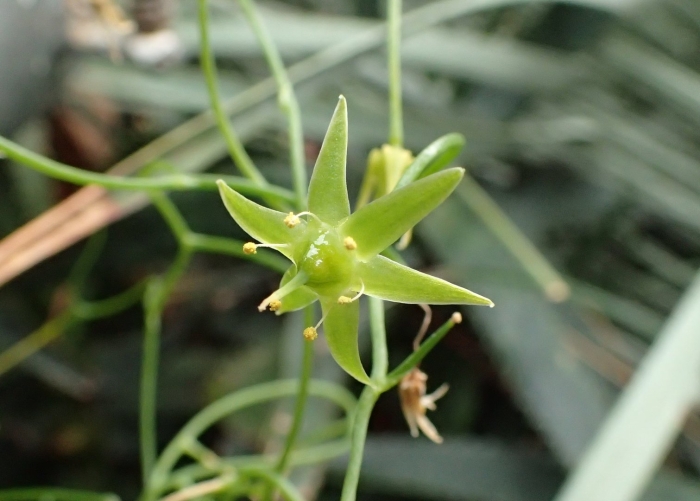 Cynanchum stoloniferum