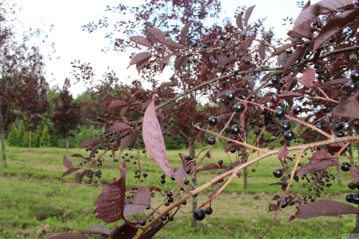 Черемуха виргинская краснолистная