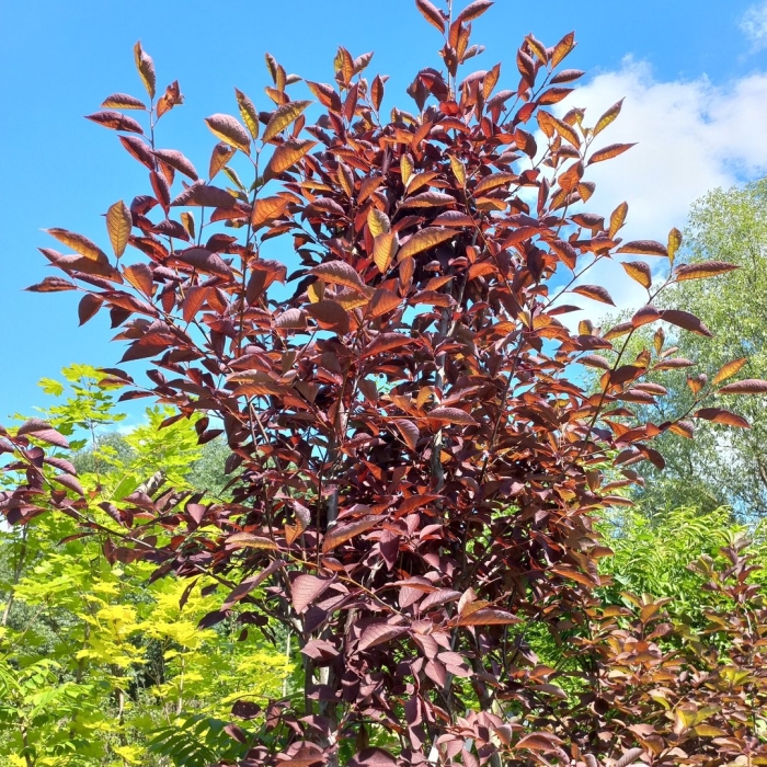 Черёмуха шуберт краснолистная