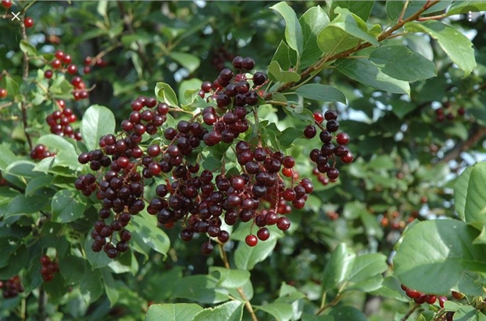 Черемуха виргинская