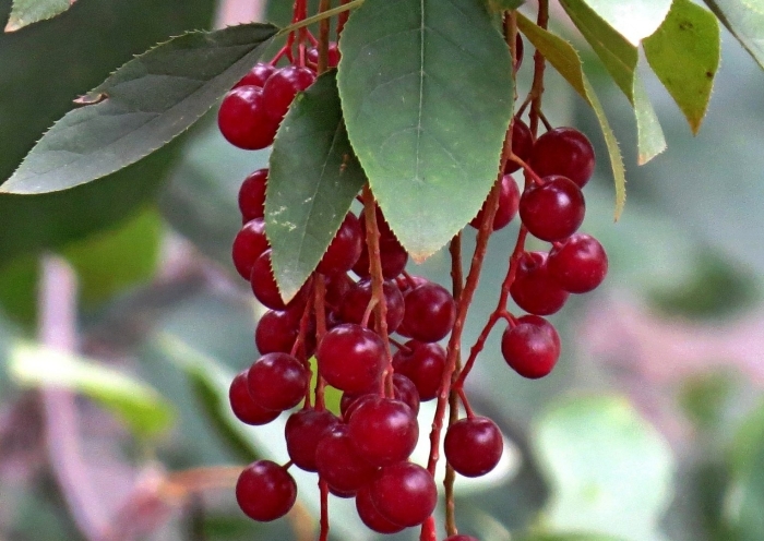 Красная черемуха