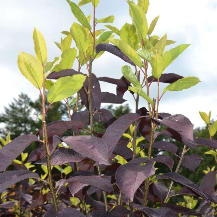 Черемуха краснолистная виргинская шуберт